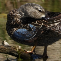 Female Blue Winged Teal preening 