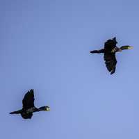 Four flying cormorants at Horicon Marsh