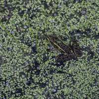 Frog trying to hide in the reeds at Horicon Marsh