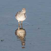 Front View Lesser Yellowlegs