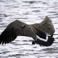 Goose landing in the water