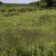 Grasses, plants, and flowers in the Marsh