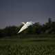 Great Egret in flight