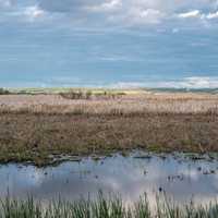 Great Marsh Landscape