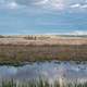 Great Marsh Landscape