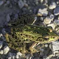 Green Frog Sitting on the Ground on rocks