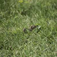 Ground Squirrel in the Grass