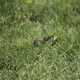Ground Squirrel in the Grass