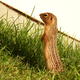 Ground Squirrel standing up