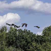 Group of Geese flying through the air