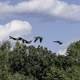 Group of Geese flying through the air