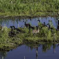 Group of Geese on a stretch of land in the pond