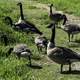 Group of Geese on the hiking path on Horicon Marsh