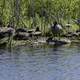 Group of Geese resting on an island in the pond