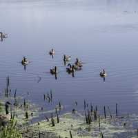 Group of Geese swimming in the water