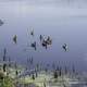 Group of Geese swimming in the water