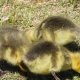 Group of Goslings pecking the ground