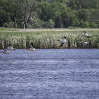 Group of Pelicans flying over the water