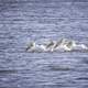 Group of Pelicans swimming in the water