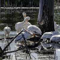 Group of Spoonbills in Horicon Marsh