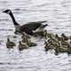 Groups of Goslings swimming with mother goose