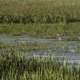 Heron standing in the Marsh