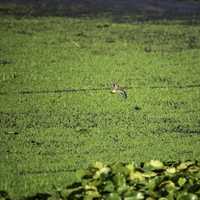 Killdeer flying over the swamp