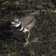 Killdeer walking on the ground