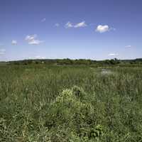 Landscape of the grasses of the Marsh