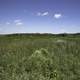 Landscape of the grasses of the Marsh