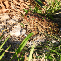 Large Leopard Frog resting