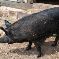 Large Pig at Old World Wisconsin