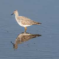 Lesser Yellowlegs