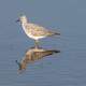 Lesser Yellowlegs