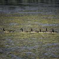 Line of Canadian Geese swimming in the swamp