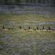 Line of Canadian Geese swimming in the swamp