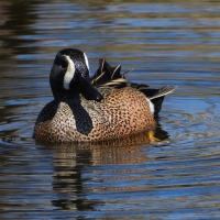Male blue-winged teal in water