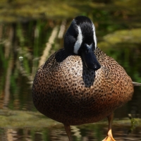 Male Blue Winged Teal standing