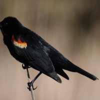 Male Redwinged Blackbird on reed