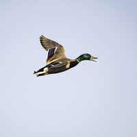Mallard Quacking in Flight