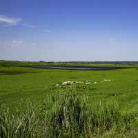 Marsh and Green Grass at Horicon Marsh