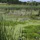 Marsh landscape with Egrets