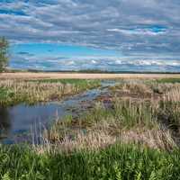 Marshlands under the sky landscapes