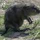 Muskrat on the Ground at Horicon Marsh