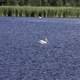 Pelican floating on the water