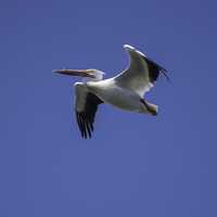 Pelican flying in the sky