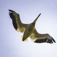 Pelican in flight with wings spread, full underside view