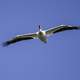 Pelican spreading wings in flight