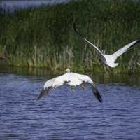 Pelicans taking off from the water