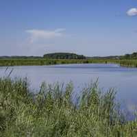 Pond, Grasses, and Marsh Landscape